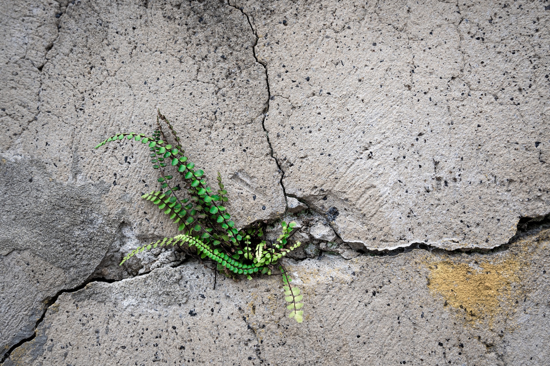 Image description: A green plant grows through cracks in concrete. Photo by Artem Shuba on Unsplash.